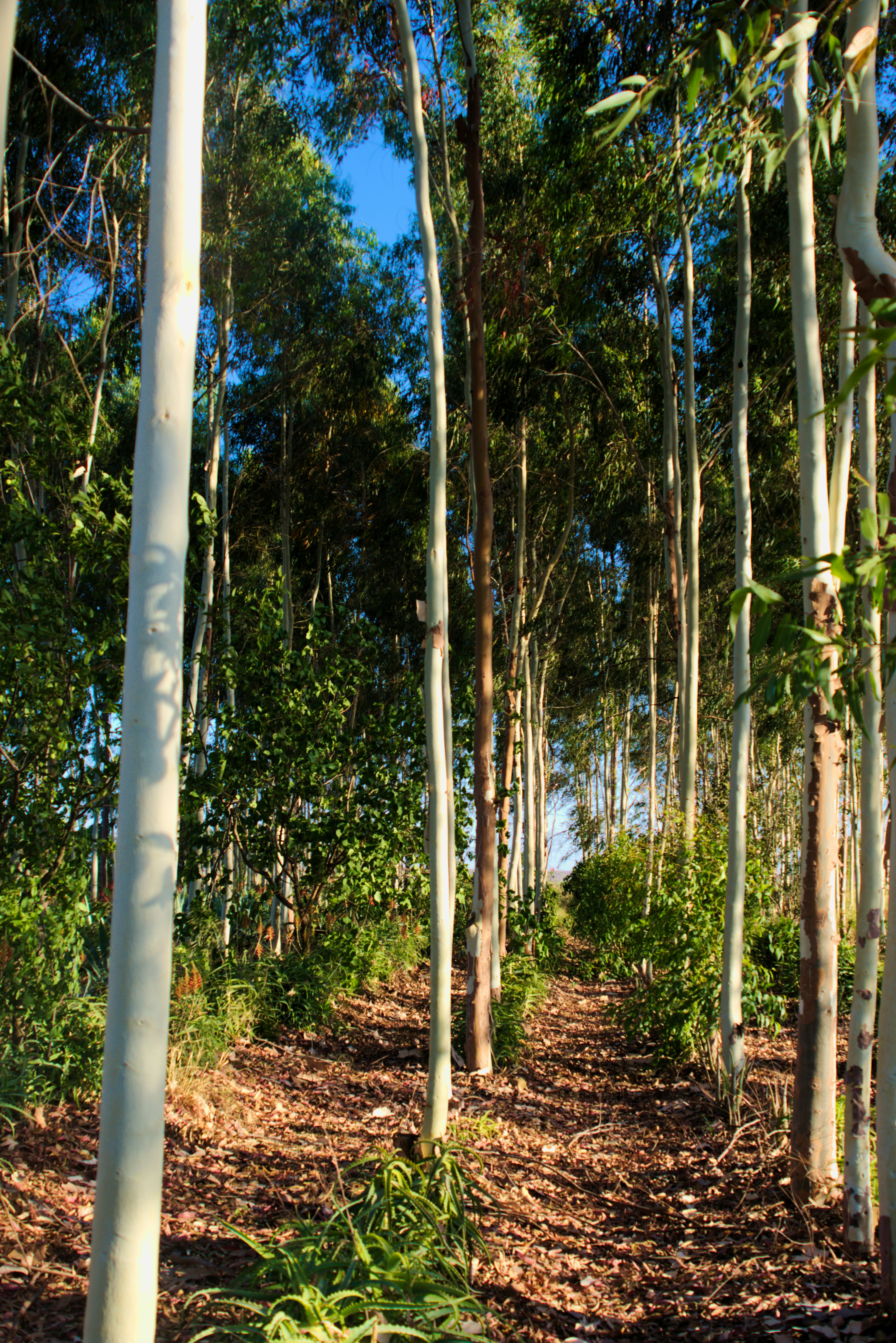 Volunteers planting trees in Hawaii forest